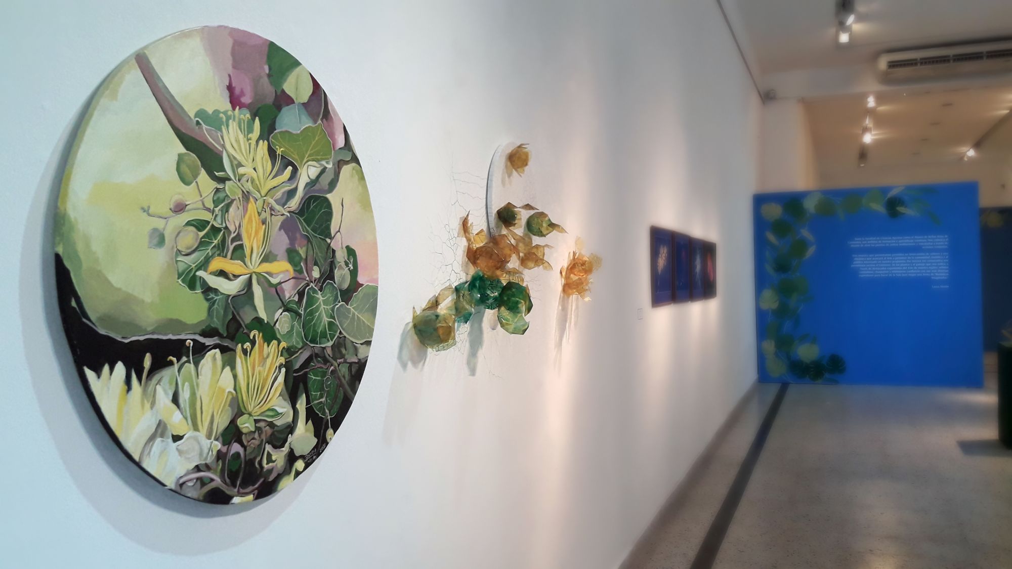 Muestra BOTÁNICAS IMAGINADAS en el Museo Vidal